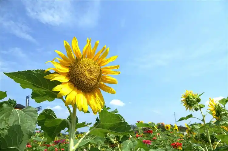 阳光灿烂的日子