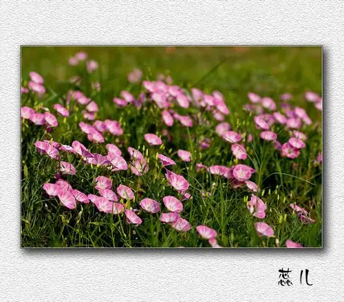 野牵牛,爬高楼,高楼高,爬树稍,树稍长,爬东墙