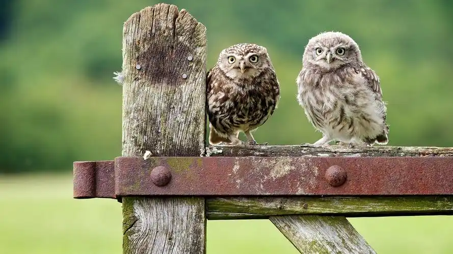 可爱的猫头鹰,绿色背景虚化 壁纸 - 1920x1080 全高清