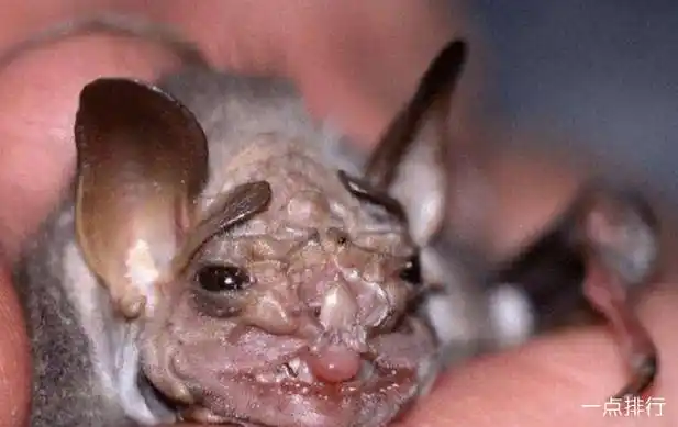 十大最恐怖蝙蝠图片 世界上最可怕的蝙蝠 - 动物之最 - 一点排行网