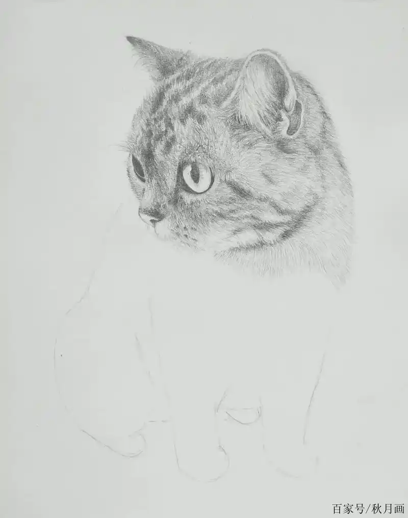 冬天最适合窝在家撸猫,来一只铅笔画的可爱猫咪