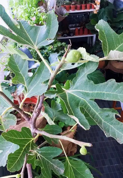 xj无花果叶子500克新鲜无花果叶果树叶可开发票