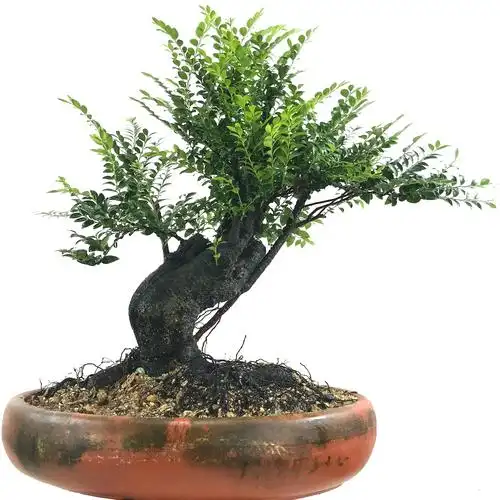 精品岭南盆景客厅绿化小叶紫檀树桩桌面高档迷你盆栽四季常青耐寒