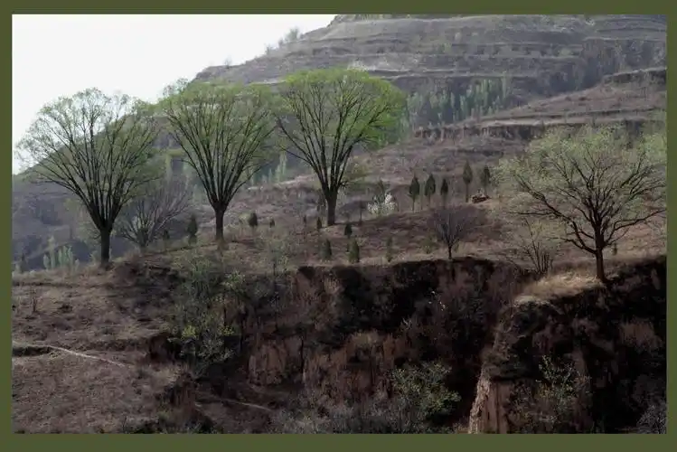 荒山野岭一抹春(刚出炉新片片)