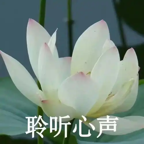 全网最全莲花头像lovepeace