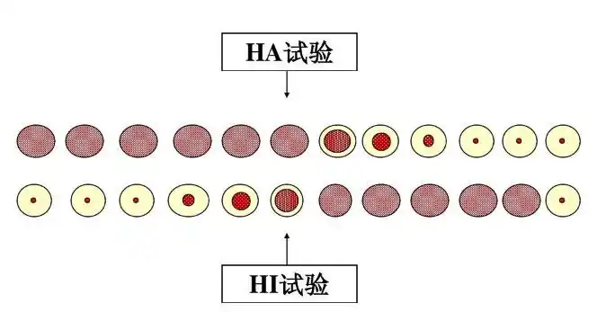 当红细胞凝集现象被完全抑制的时候,该组血清稀释度为判定终点.