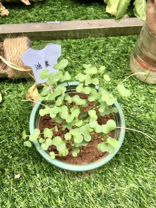 油菜籽的小苗苗很可爱!