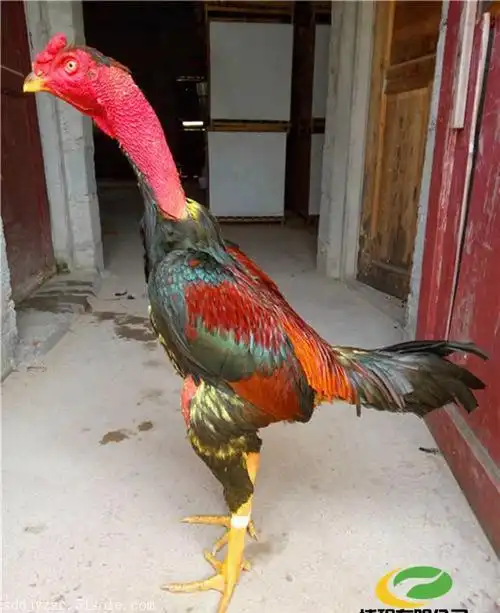 一只好斗鸡斗鸡养殖场