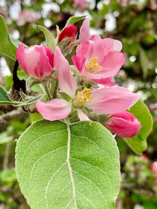 正在盛开的苹果花味气香清幽淡雅.