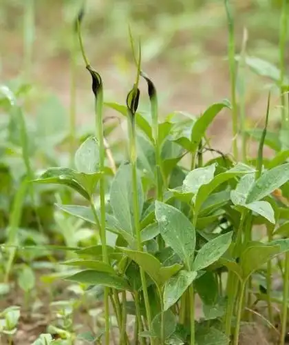 半夏天南星科药用植物