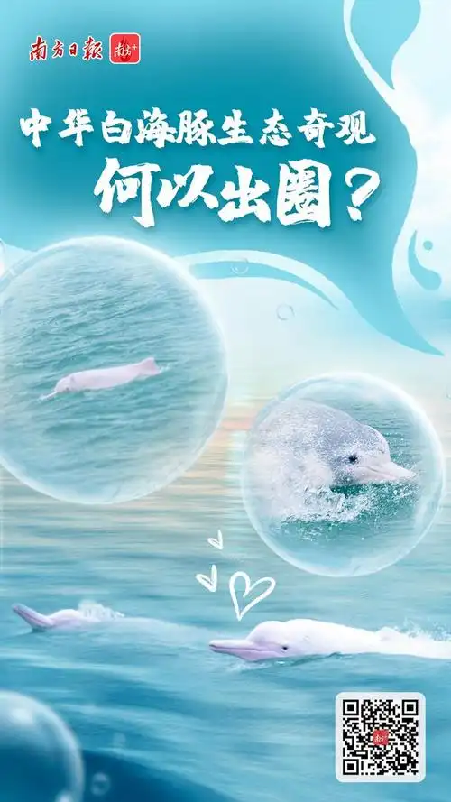 "生态奇观"不夸张,中华白海豚为啥青睐此地?|南方深读
