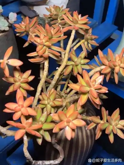 加州落日夏型棵!