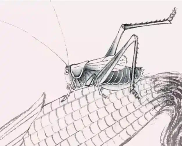 赭石,钛白,花青,藤黄,墨汁用笔:勾线笔,染色笔画前准备蝈蝈的画法工笔