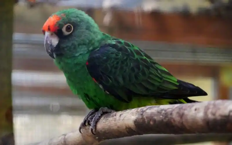 贾丁氏鹦鹉花样叫声