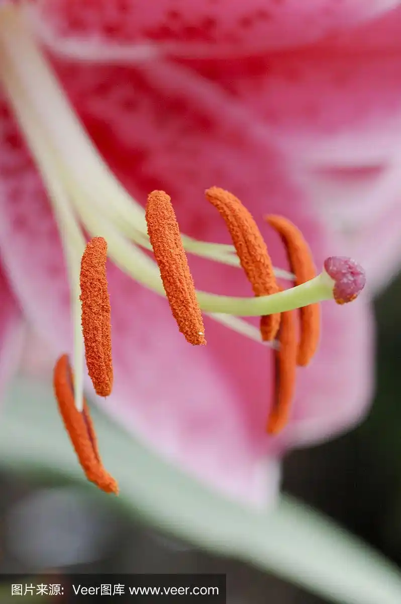 百合的鲜橙色雄蕊