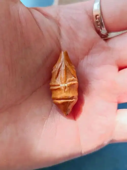 新手练习,做了个简单的小竹子#橄榄核雕