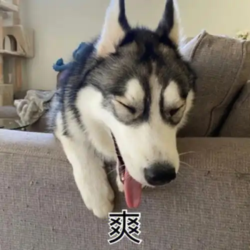 哈士奇表情包