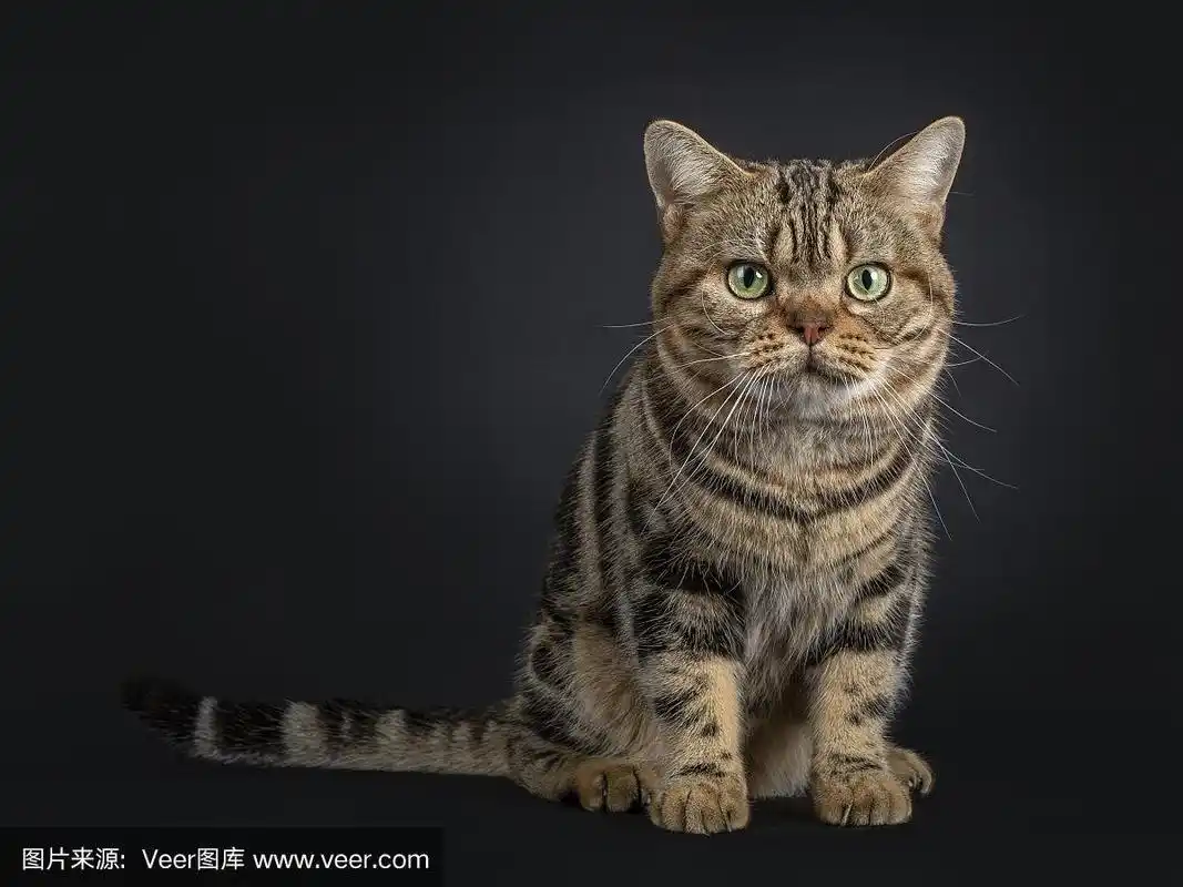 英俊的年轻成年黑虎斑美国短毛猫坐在前面.用黄/绿的眼睛直视镜头.