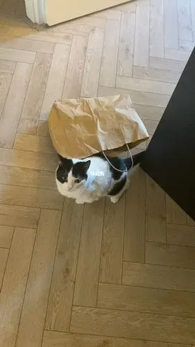 一只被纸袋子困住的猫