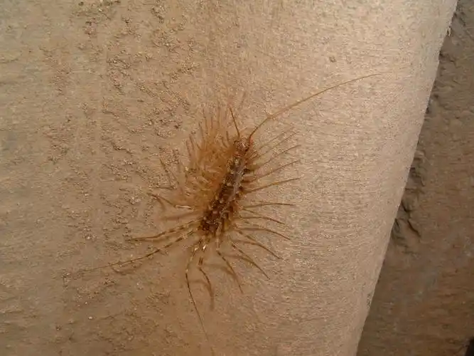 p>草鞋底为 a target="_blank" href="/item