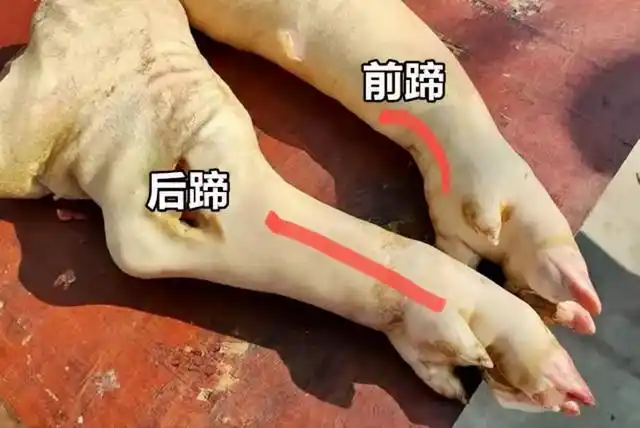 买猪蹄,你能分清"前蹄"和"后蹄"吗?3个地方很明显,别买错