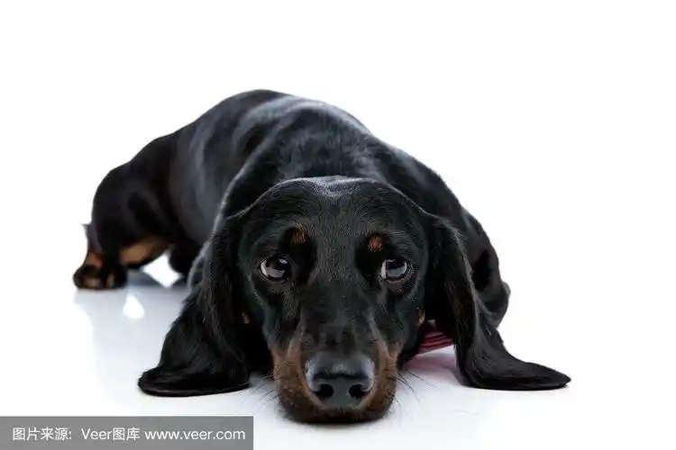 躺下的腊肠狗,黑色的毛看向别处