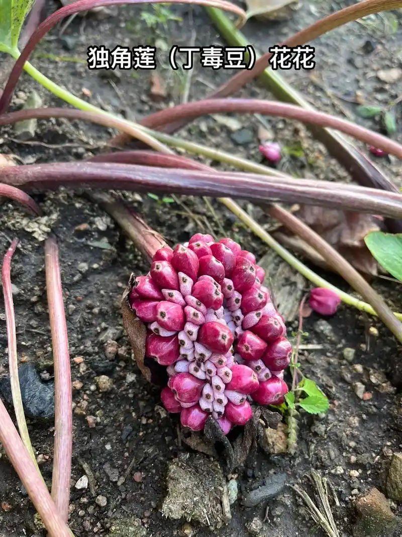 妈妈种的独角莲(丁毒豆),药用价值很高的药材噢#奇花异草 # - 抖音