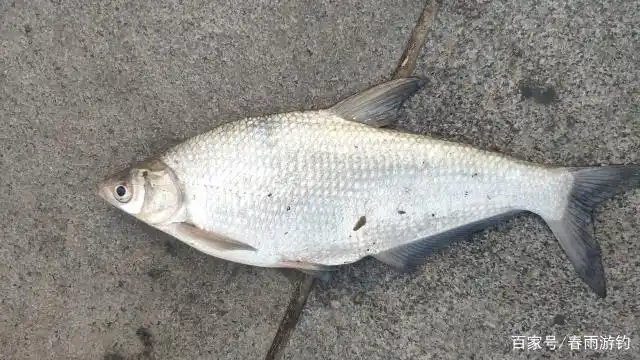 用七星浮漂钓上来的江鳊