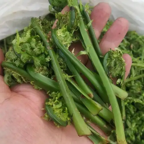 长白山野菜新鲜冷冻青广东菜黄瓜香长寿菜勾勾菜炒肉包饺子 - 其它