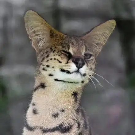 薮猫:唯一的一种耳朵恨不得比脸还大的喵星人!