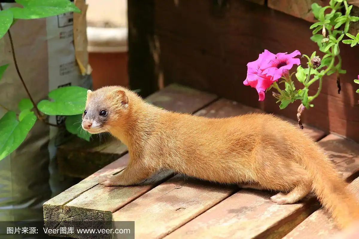 日本的西伯利亚黄鼠狼(西伯利亚鼬)