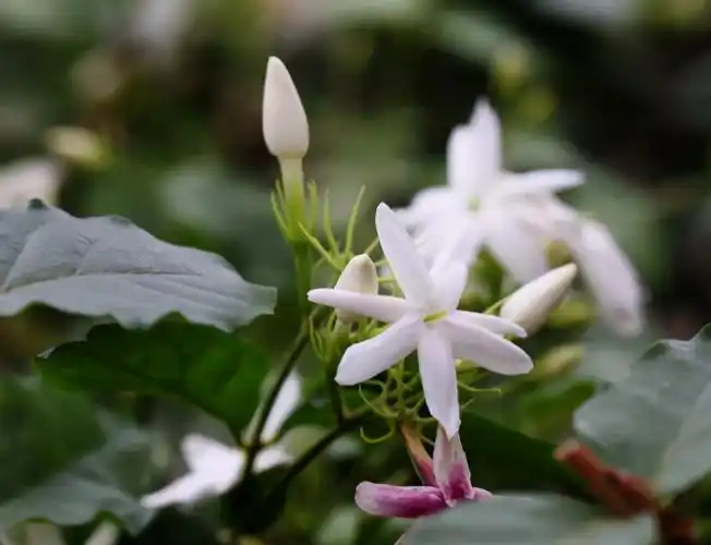 单瓣茉莉花非常的好养,只需要把这些事情掌握好了,它基本上都能够开花