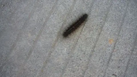 接着我们往下走突然看到一条毛毛虫在急速的穿梭在大马路上,给我发现