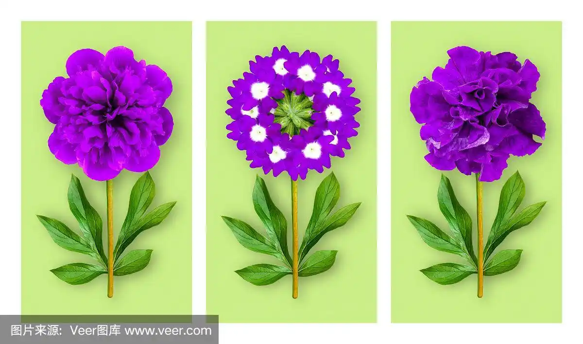 淡绿色背景上的三朵别致的花.由紫色牵牛花,马鞭草和牡丹组成,牡丹叶.