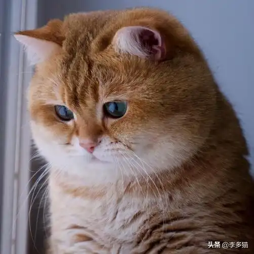 除了橘猫,还有加菲猫,金渐层等等都是属于脸胖黄毛这一类的招财喵
