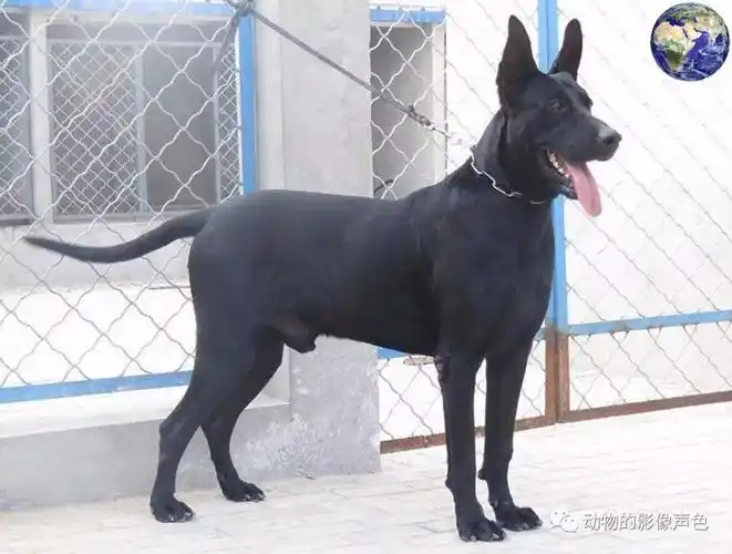 中华黑狼犬真正的战神神威凛凛仿佛沙场猛张飞