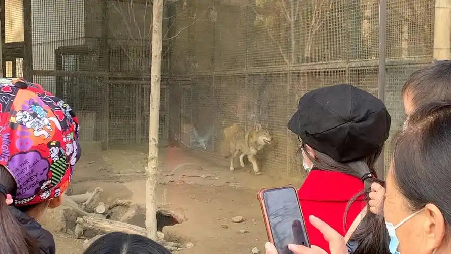 记北京动物园里在跑步的狼_哔哩哔哩_bilibili