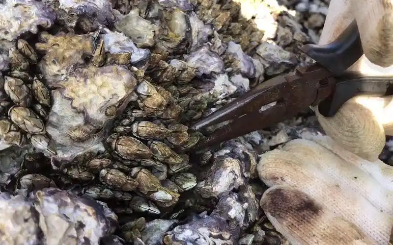 闲牛这次赶海换了一个新工具来拔佛手螺,果然快很多,拔的好减压