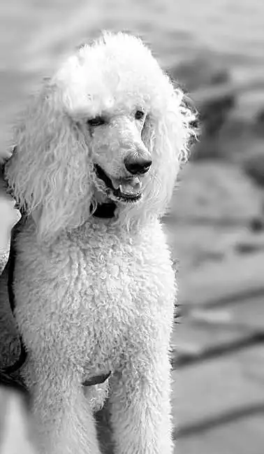 "巨贵"50万跌到一千没人要_新闻中心_新浪网