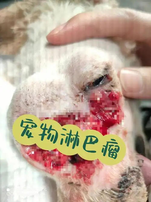 今日病例分享宠物淋巴瘤