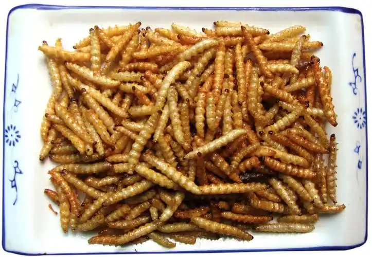 亲们,谁知道哪里有卖竹虫的