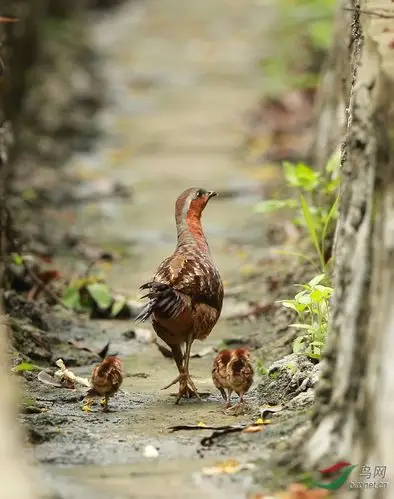 竹鸡母子