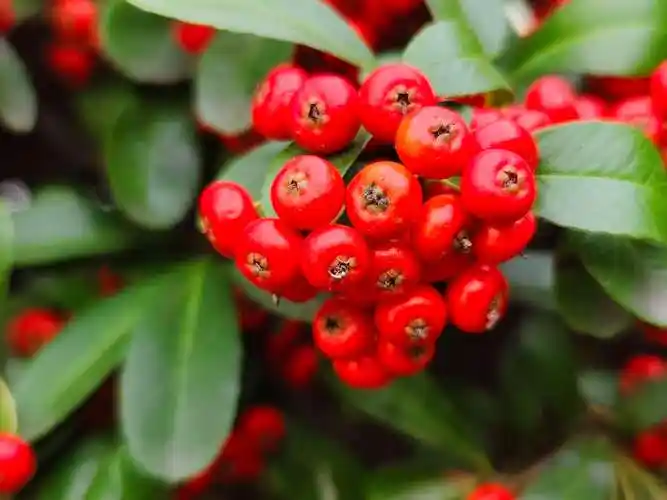 妩媚迷人红彤彤火棘果带来吉祥幸福