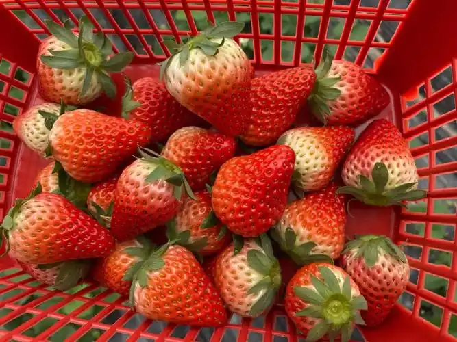 长沙去这里摘草莓吧