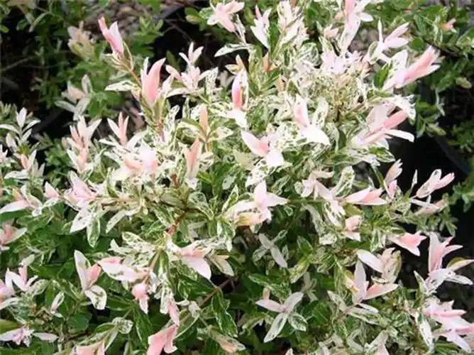 百花园花叶杞柳