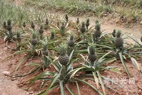 菠萝生长在哪里?有图片吗?