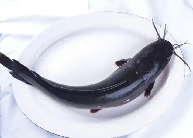 鲇鱼[/caption]【拼音名】nián yú【别名】鲶鱼,胡子鲢,鲶巴郎,粘鱼