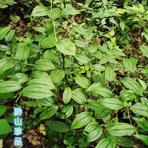 贵州草药白龙须白毛七白毛须百尾笋竹叶参宝铎草新鲜现挖万寿竹根--爱