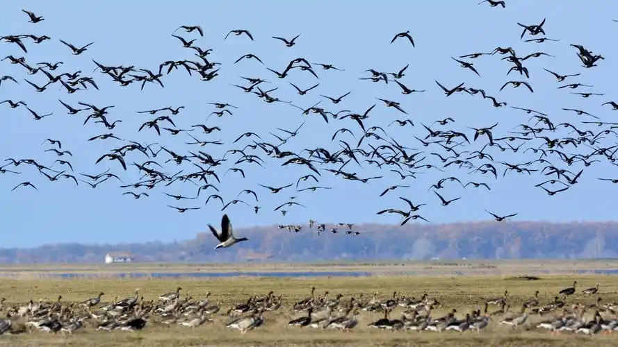 雁群迁徙