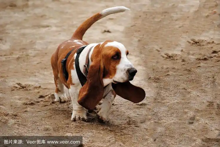 成年雄性巴塞特猎犬